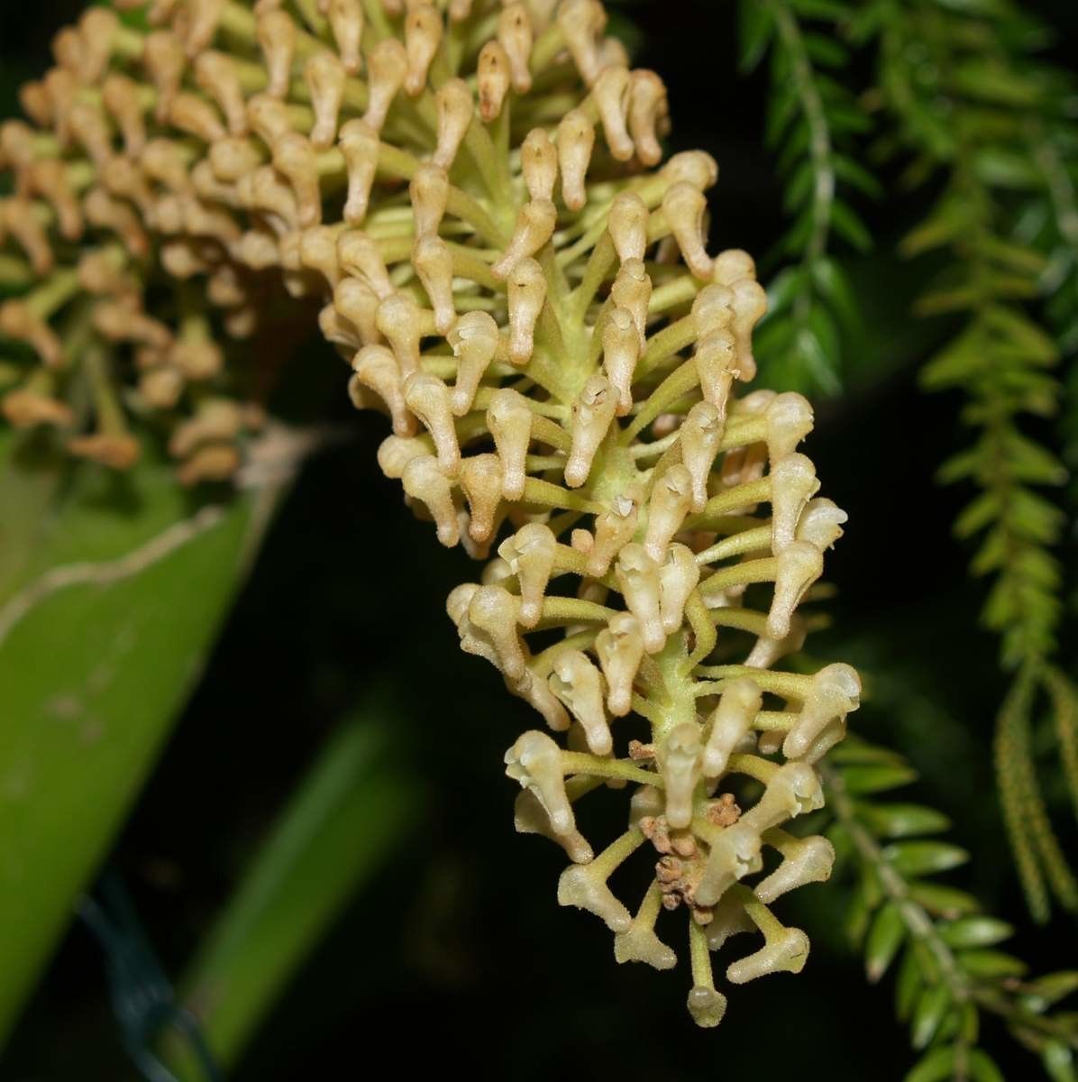 Eria aeridostachya fruit