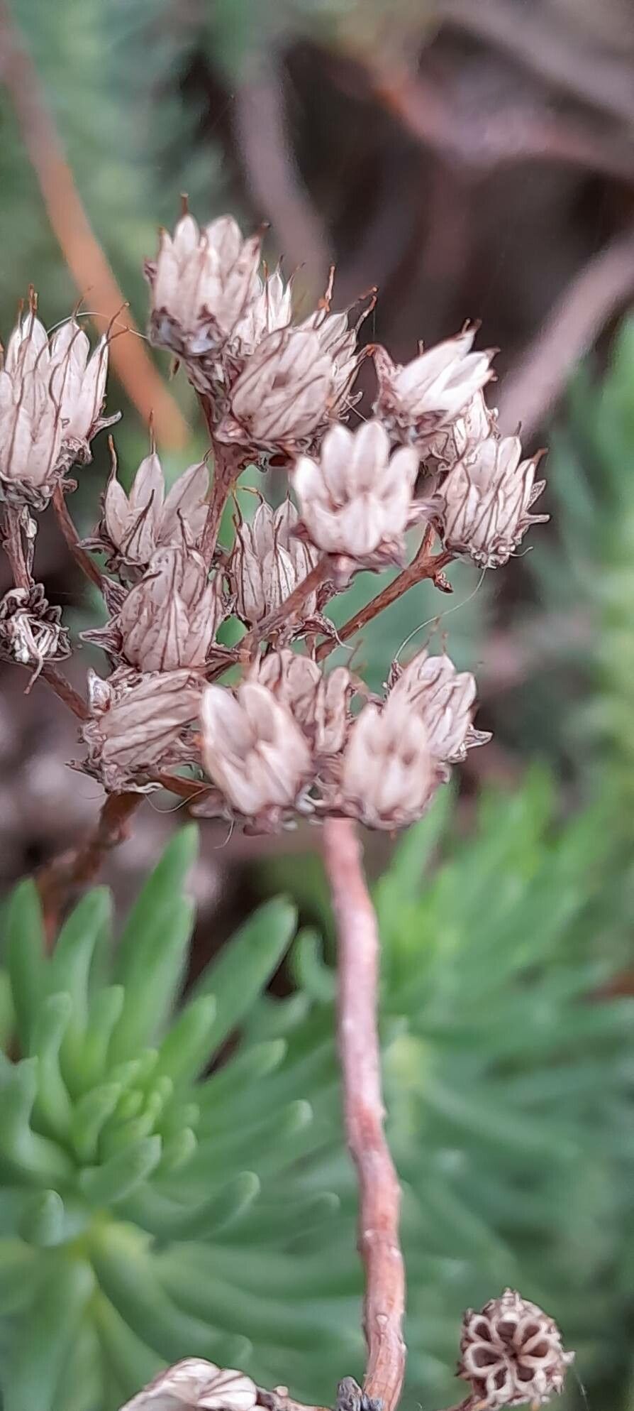 Sedum forsterianum fruit