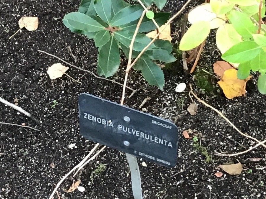 Zenobia pulverulenta — search result for 'Ericaceae'