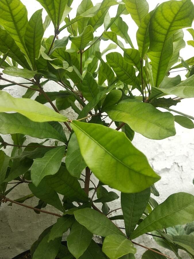 Synsepalum dulcificum leaf