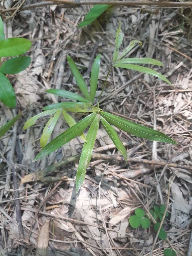 Calamus viminalis leaf
