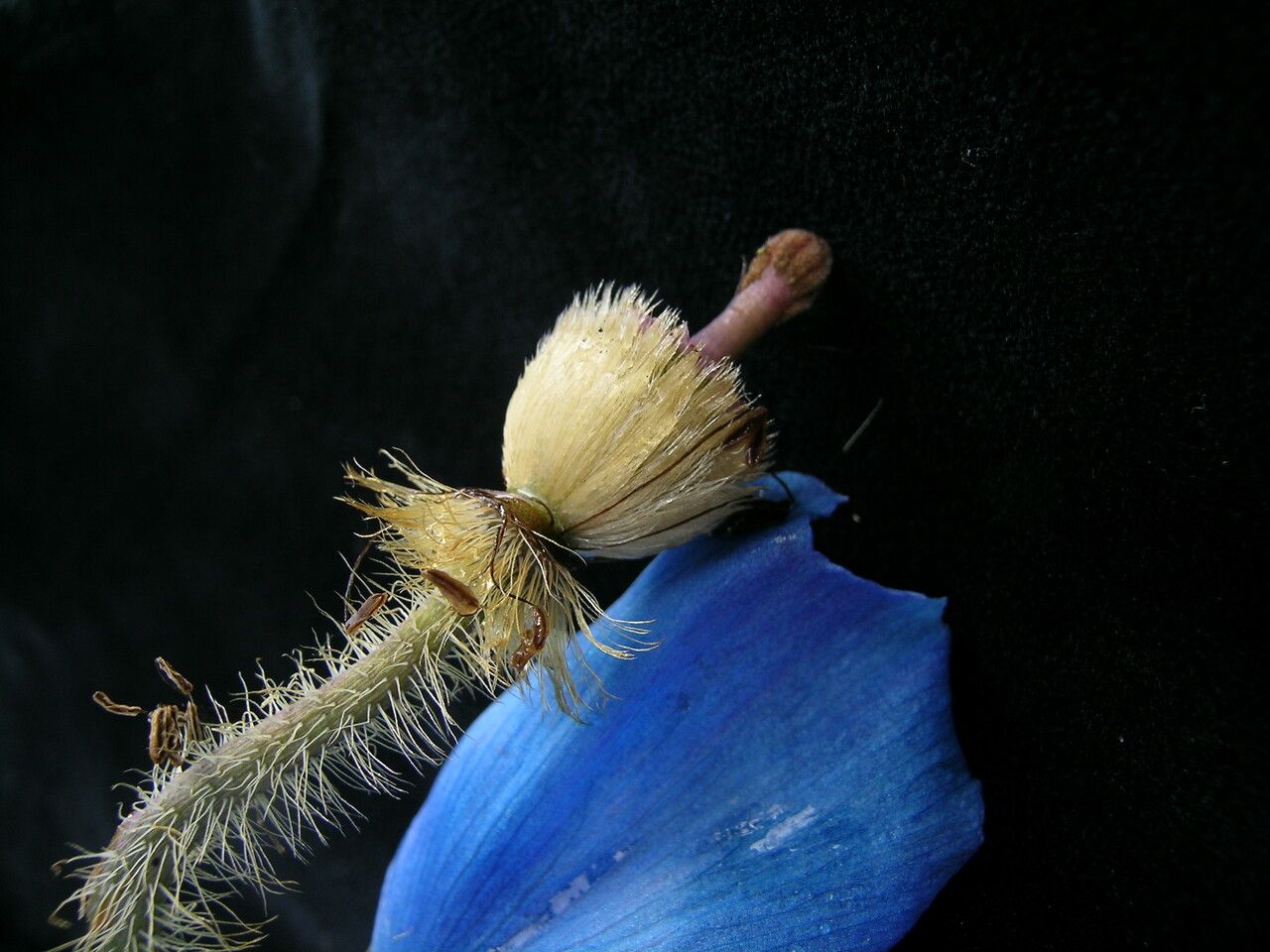 Meconopsis simikotensis habit