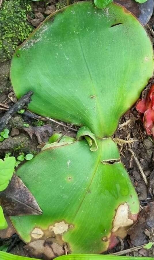 Costus spectabilis — search result for 'Sierra Leone'