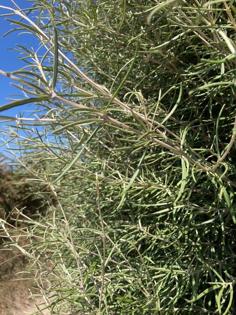 Olearia virgata — search result for 'Olearia'