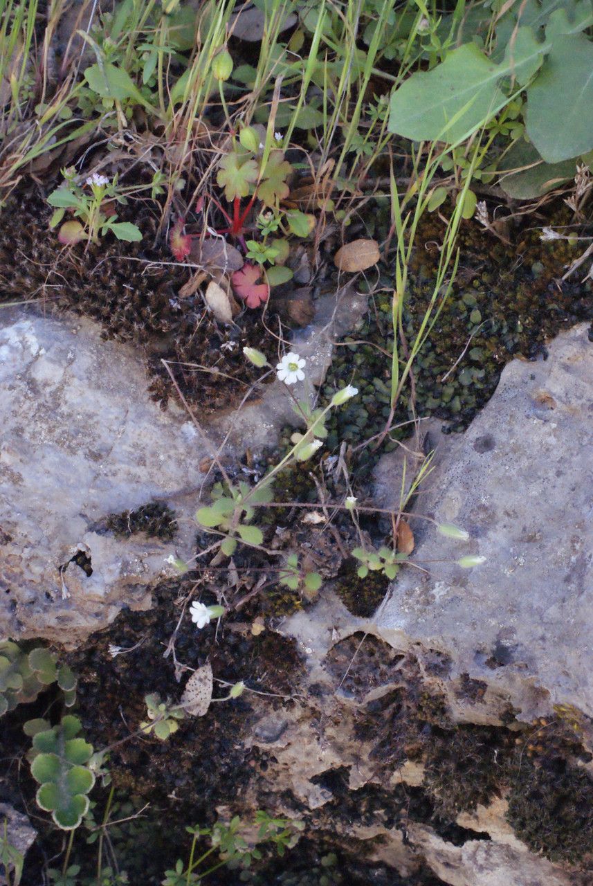 Cerastium scaposum habit