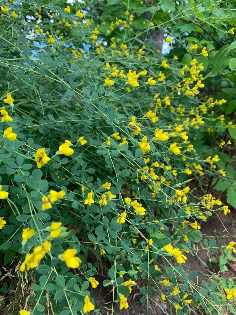 Baptisia tinctoria flower