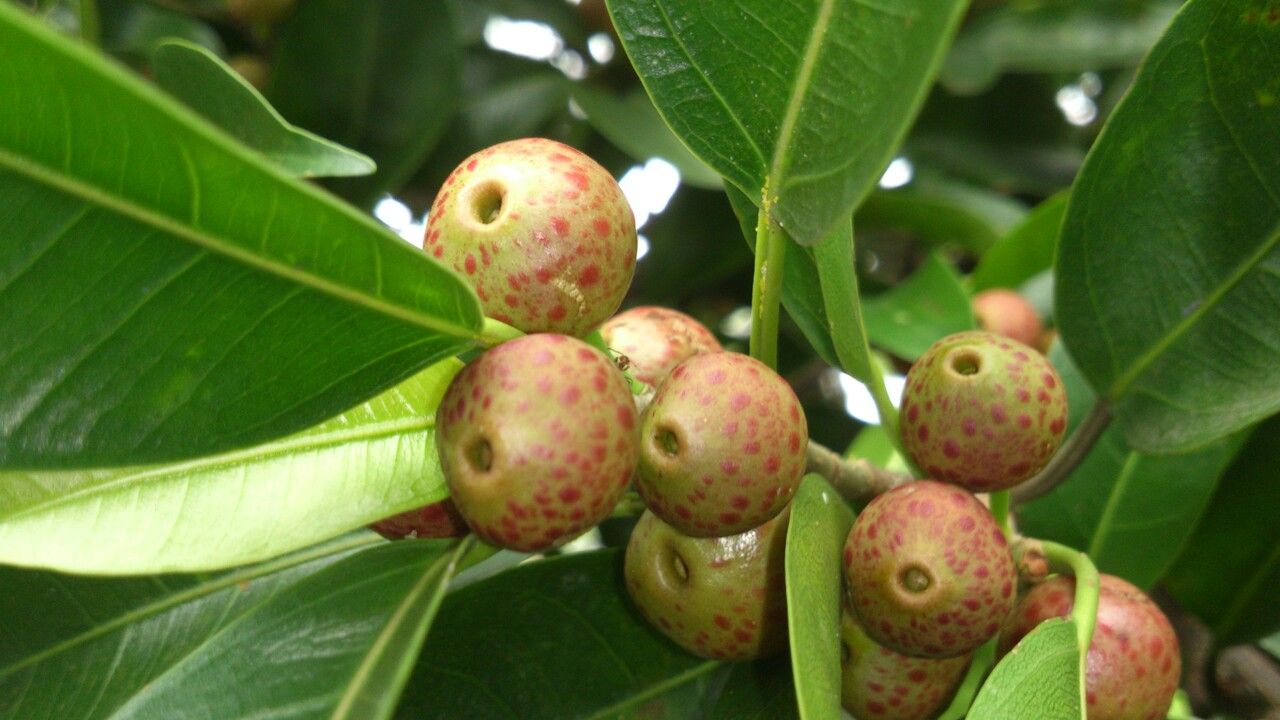 Ficus pertusa fruit