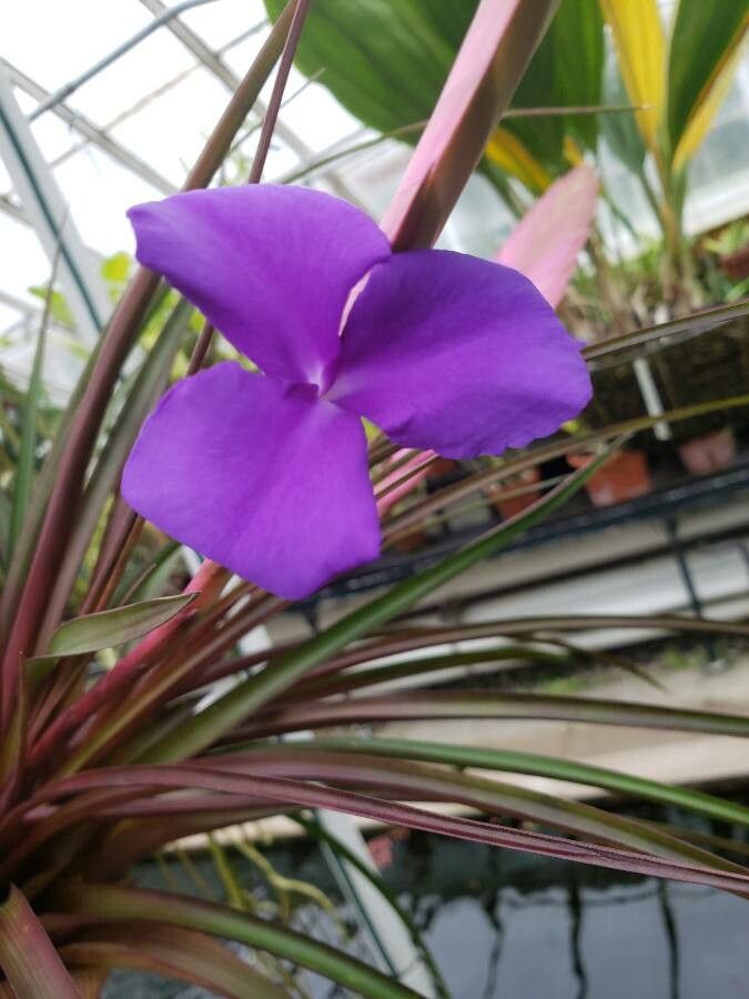 Tillandsia lindenii flower