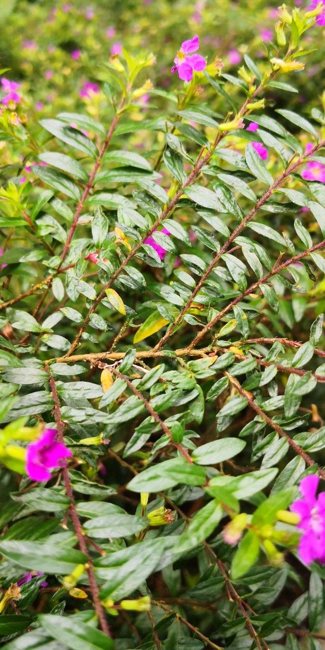 Cuphea hookeriana — search result for 'Cuphea'