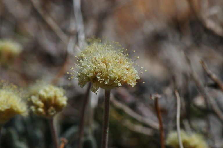 Eriogonum tiehmii — search result for 'Eriogonum'