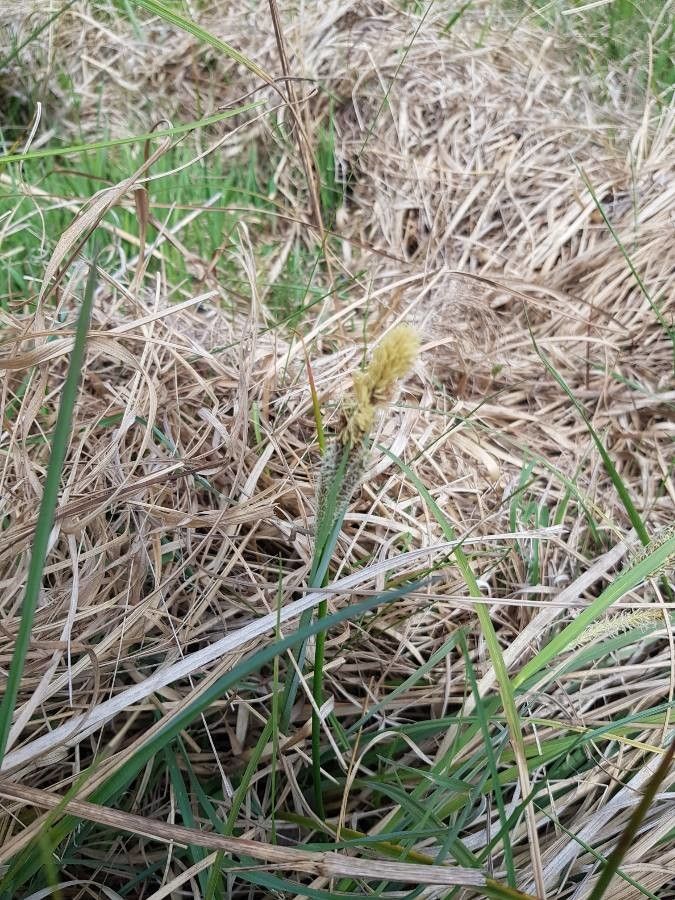 Carex flacca flower