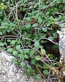 Thymus origanoides — search result for 'Thymus'