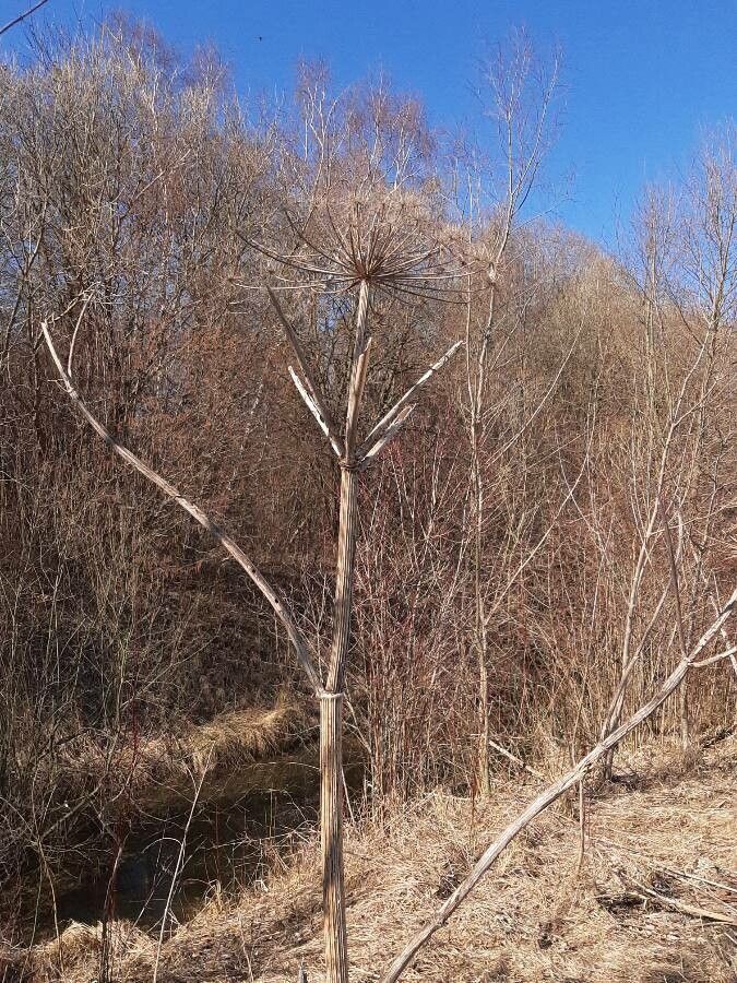 Heracleum sosnowskyi fruit