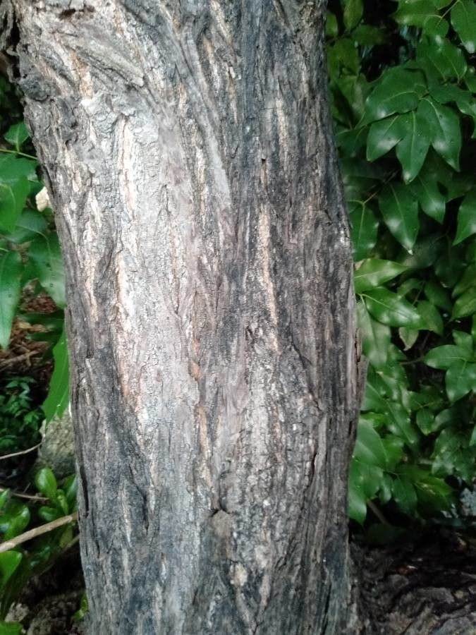 Xylocarpus rumphii bark