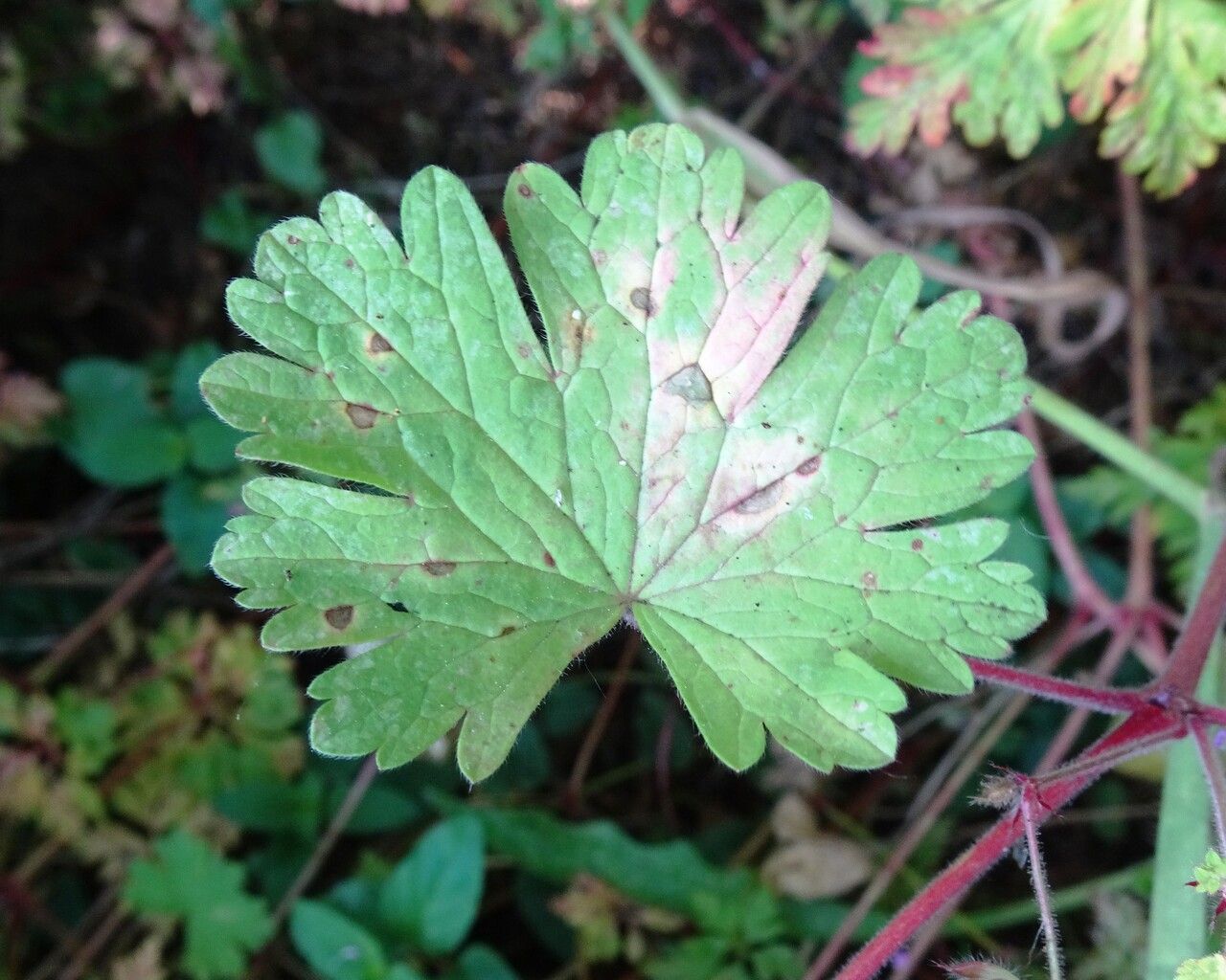 Geranium rotundifolium — search result for 'Geranium'