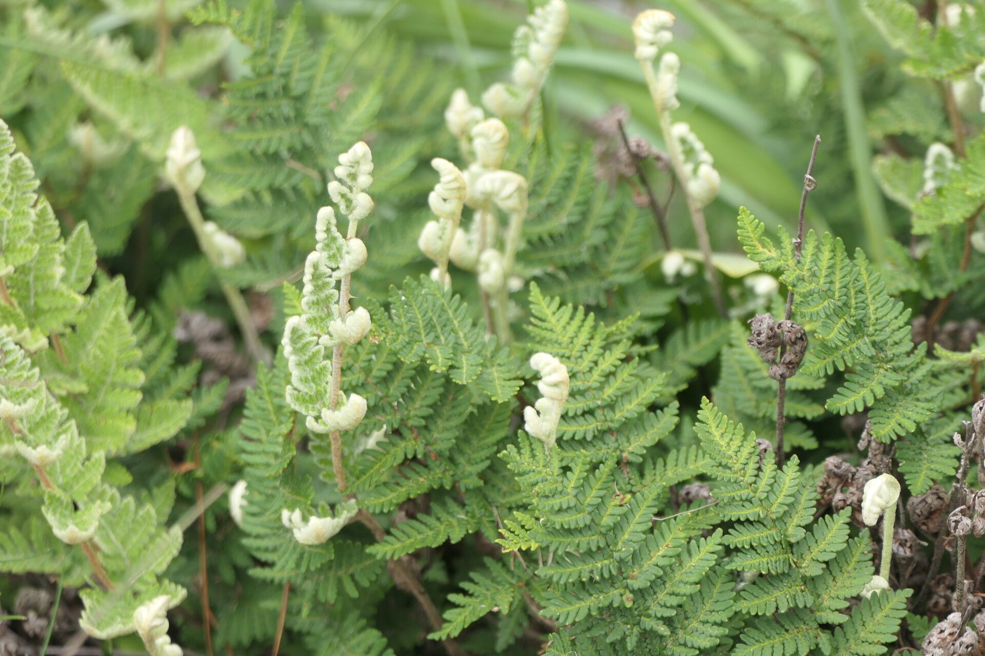 Hemionitis eckloniana habit