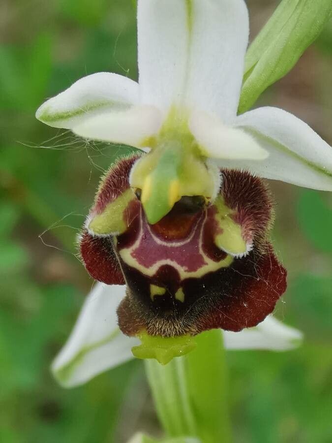 Ophrys fuciflora flower