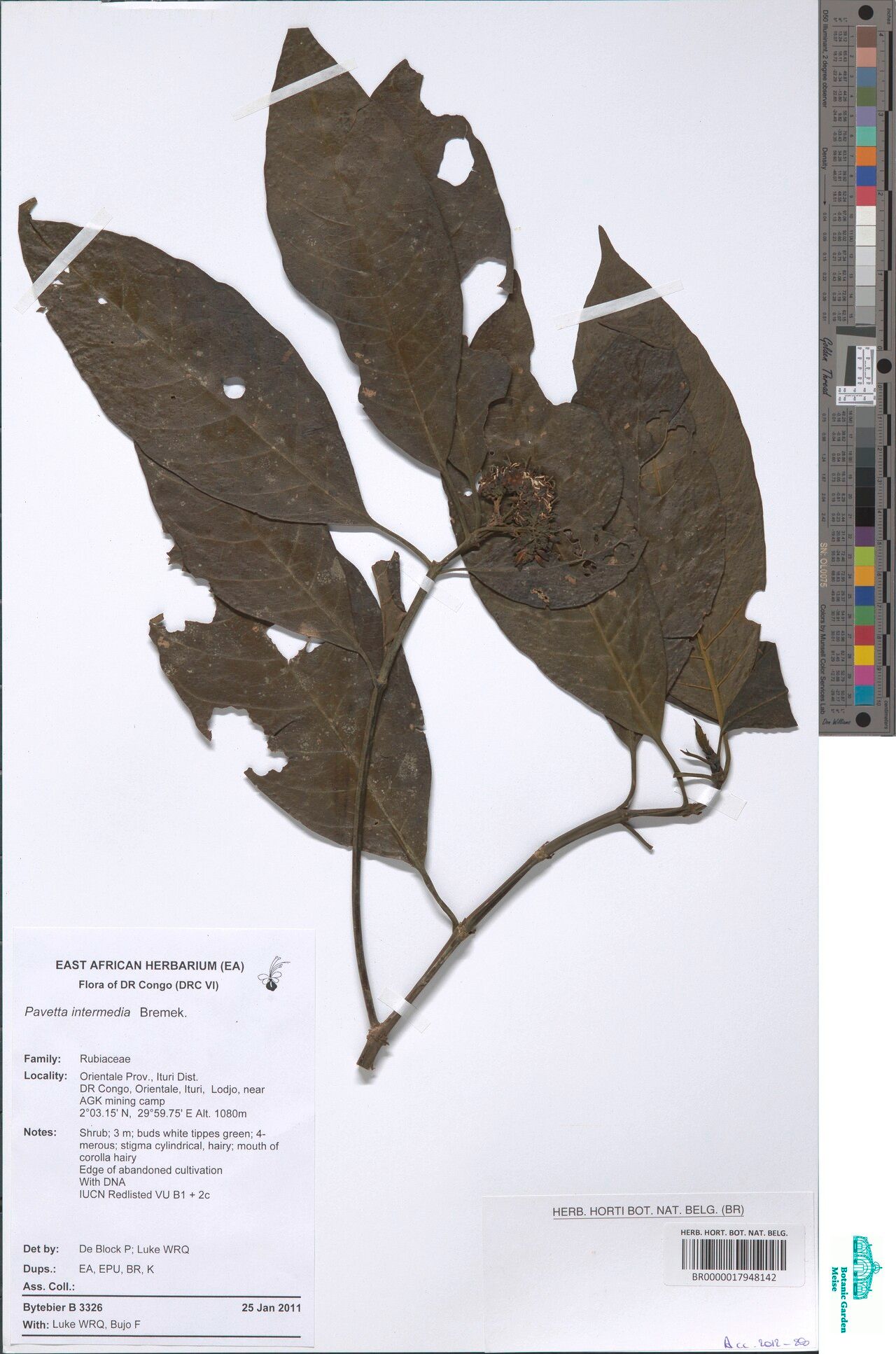 Pavetta intermedia — houseplant care guide