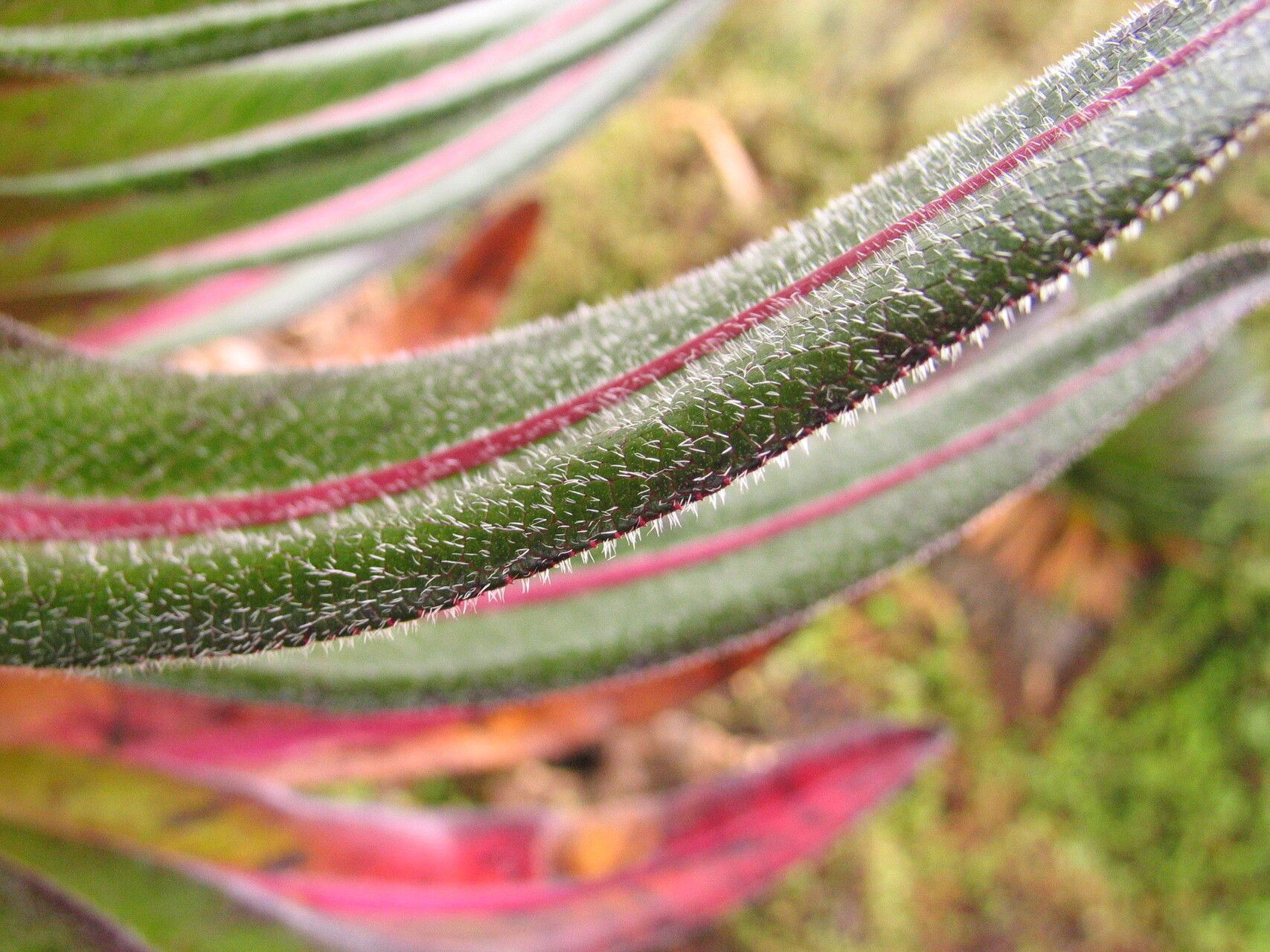 Lobelia bequaertii — houseplant care guide