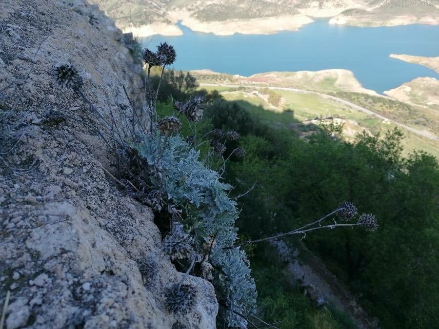 Centaurea clementei leaf