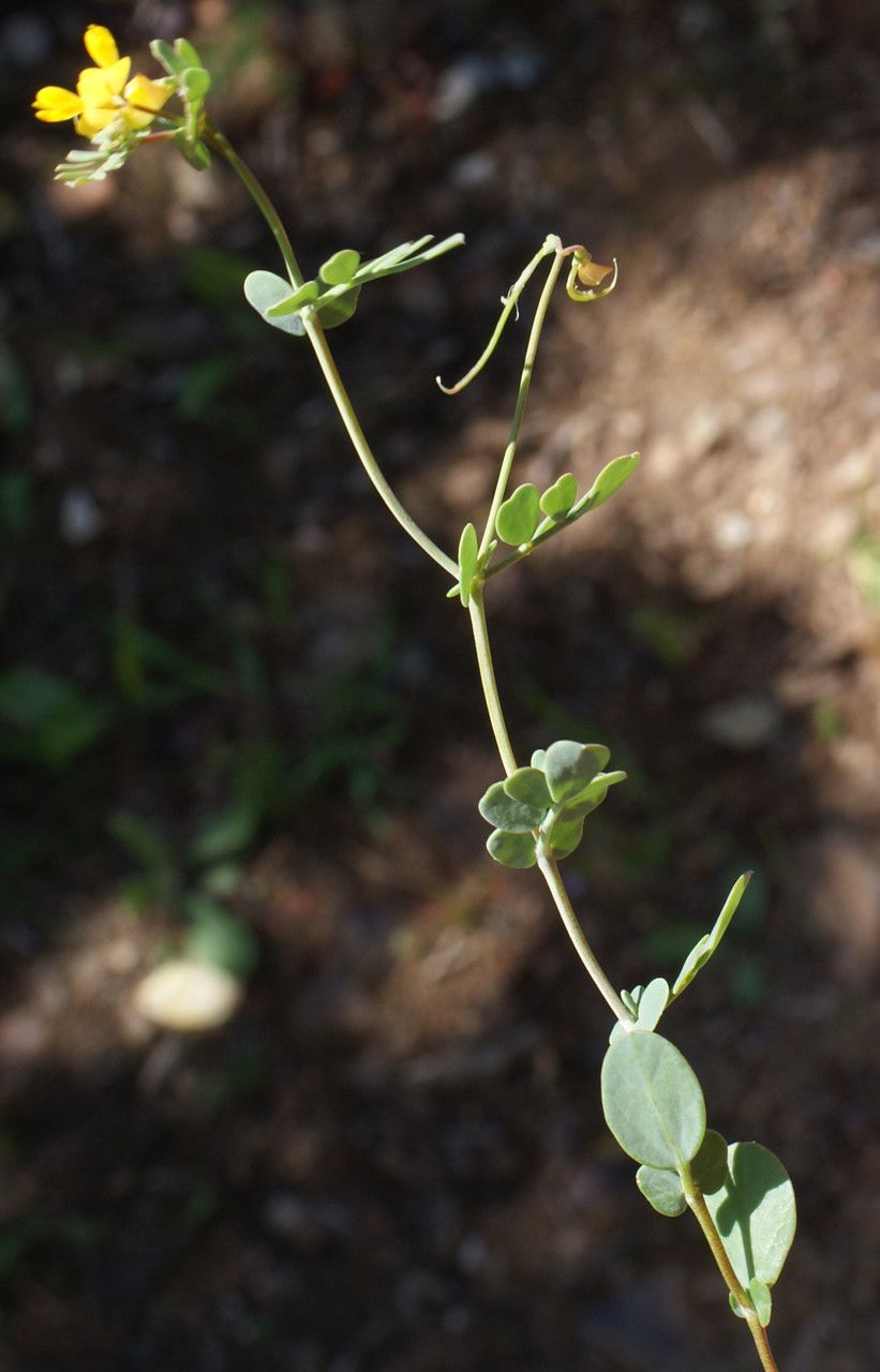 Coronilla repanda habit