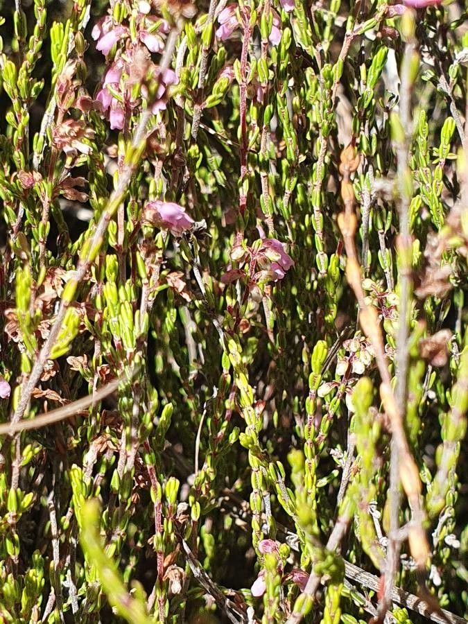 Erica whyteana — search result for 'Erica'