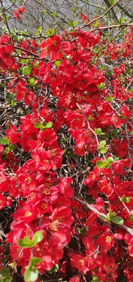 Chaenomeles × superba fruit