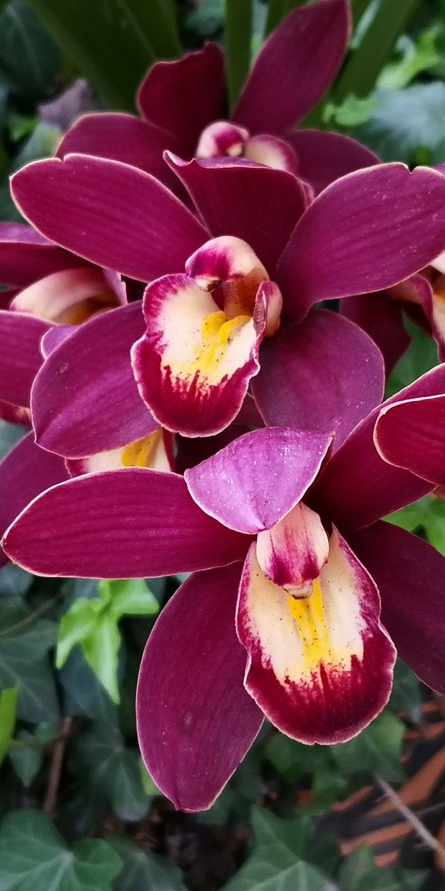 Cymbidium faberi flower
