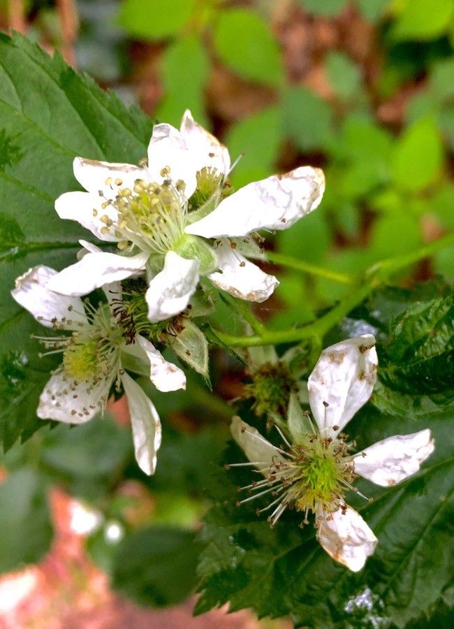 Rubus scaber flower