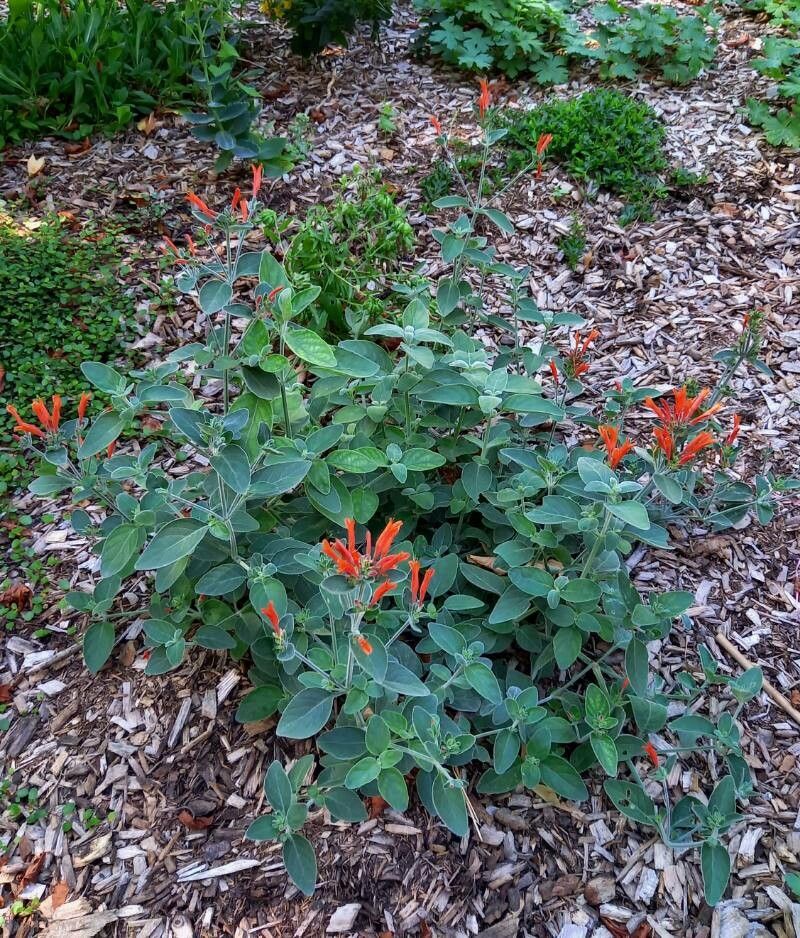 Dicliptera sericea habit