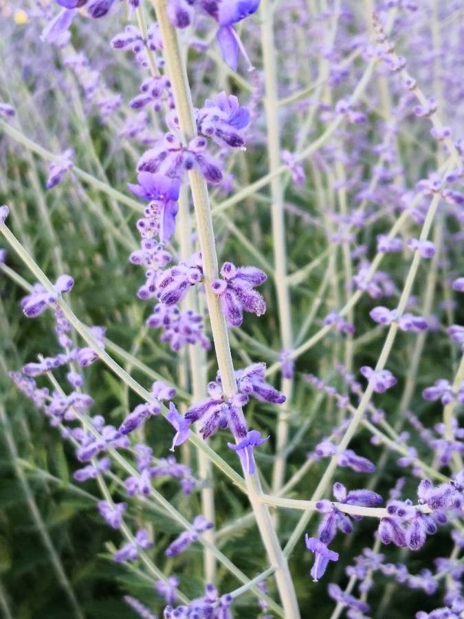 Perovskia abrotanoides flower