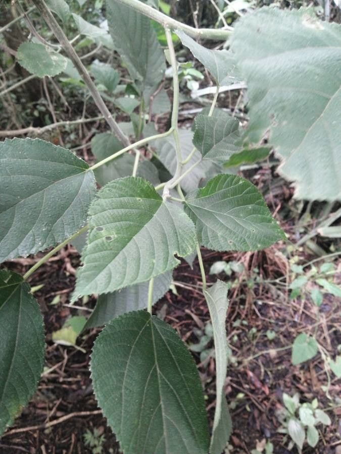 Urera caracasana leaf