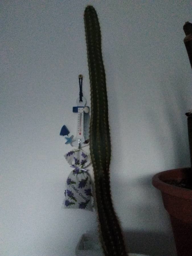 Sinningia leucotricha other