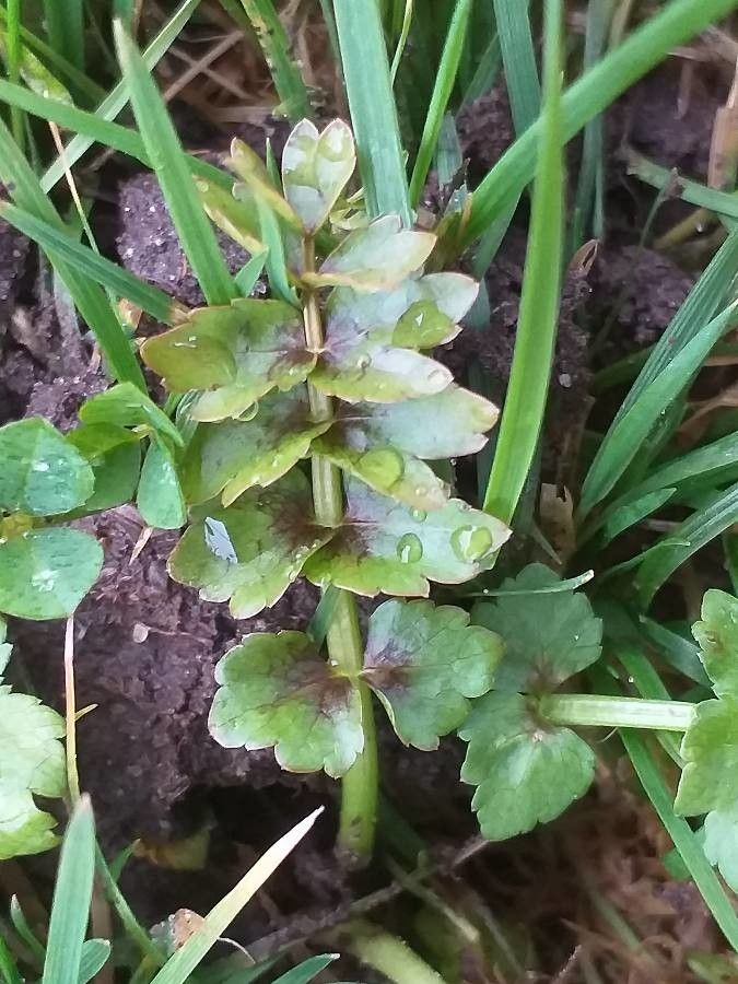 Helosciadium repens leaf