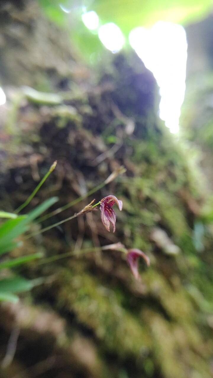 Specklinia simmleriana — search result for 'Specklinia'