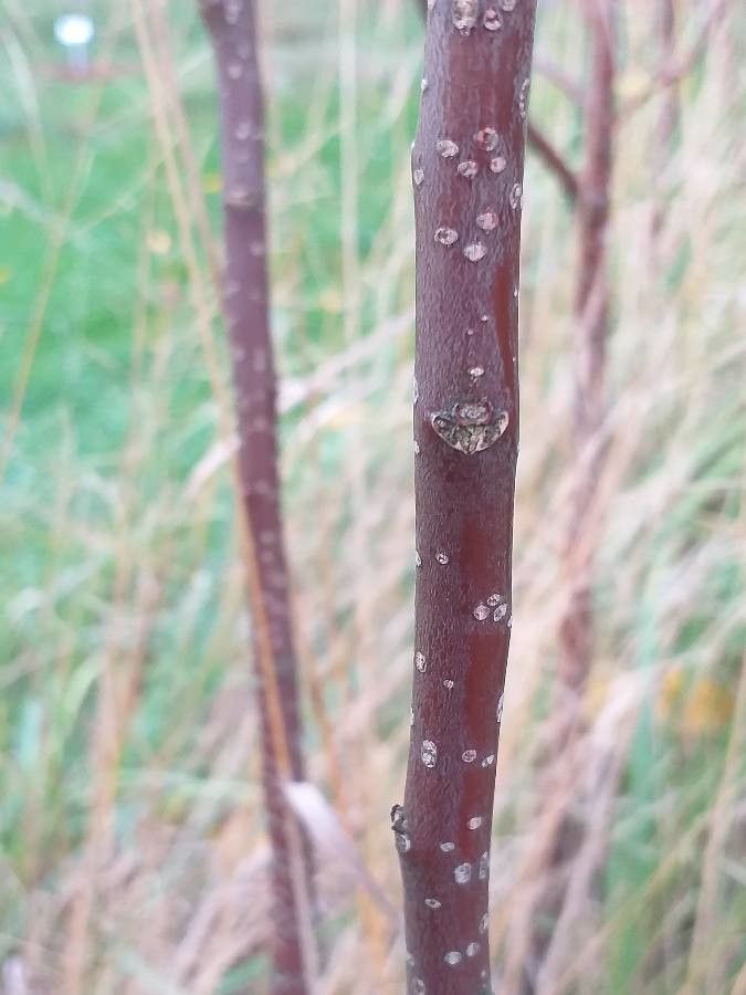 Leitneria floridana bark