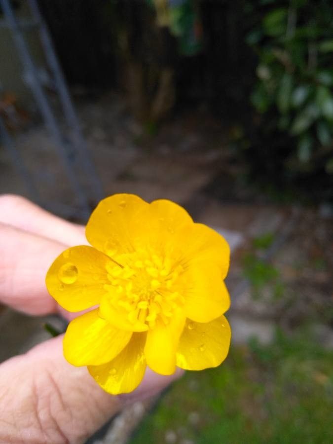 Ranunculus grenierianus flower