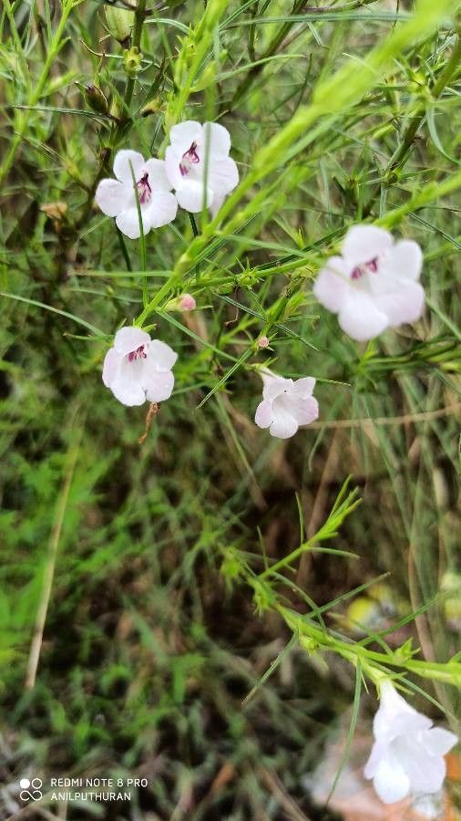 Agalinis purpurea flower