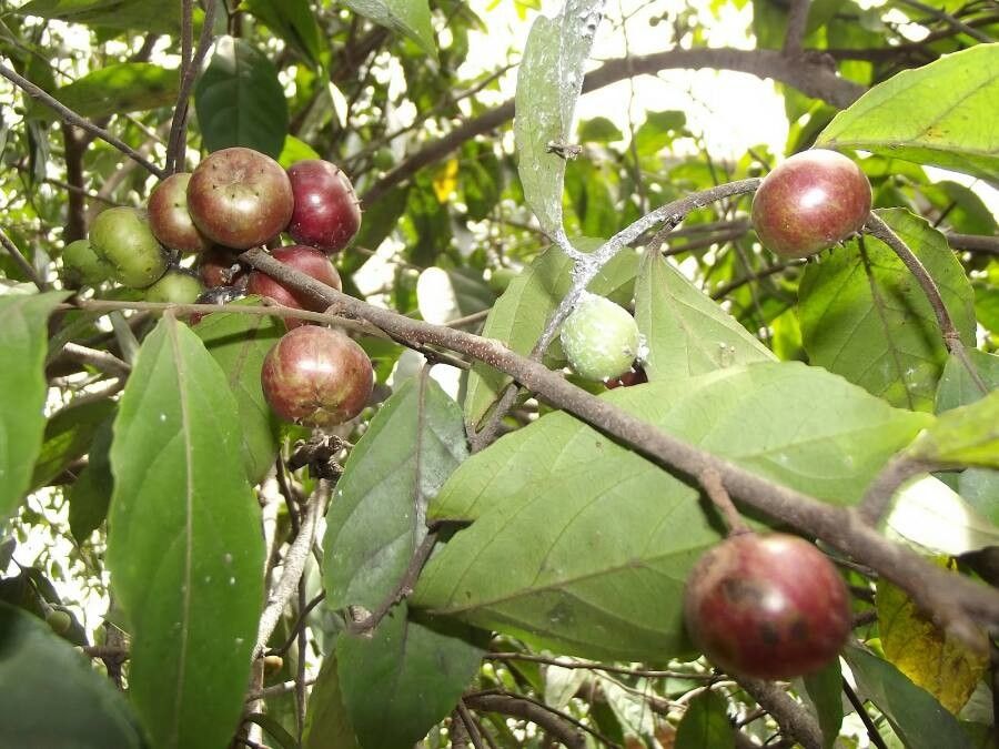 Flacourtia rukam fruit