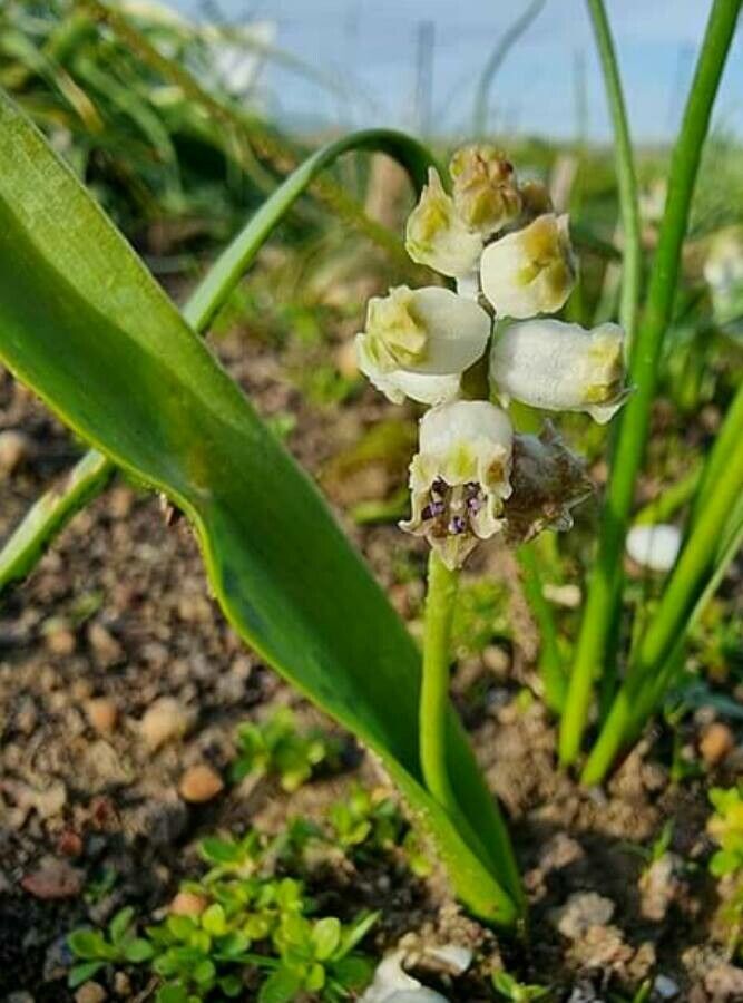 Bellevalia sessiliflora — search result for 'Bellevalia'