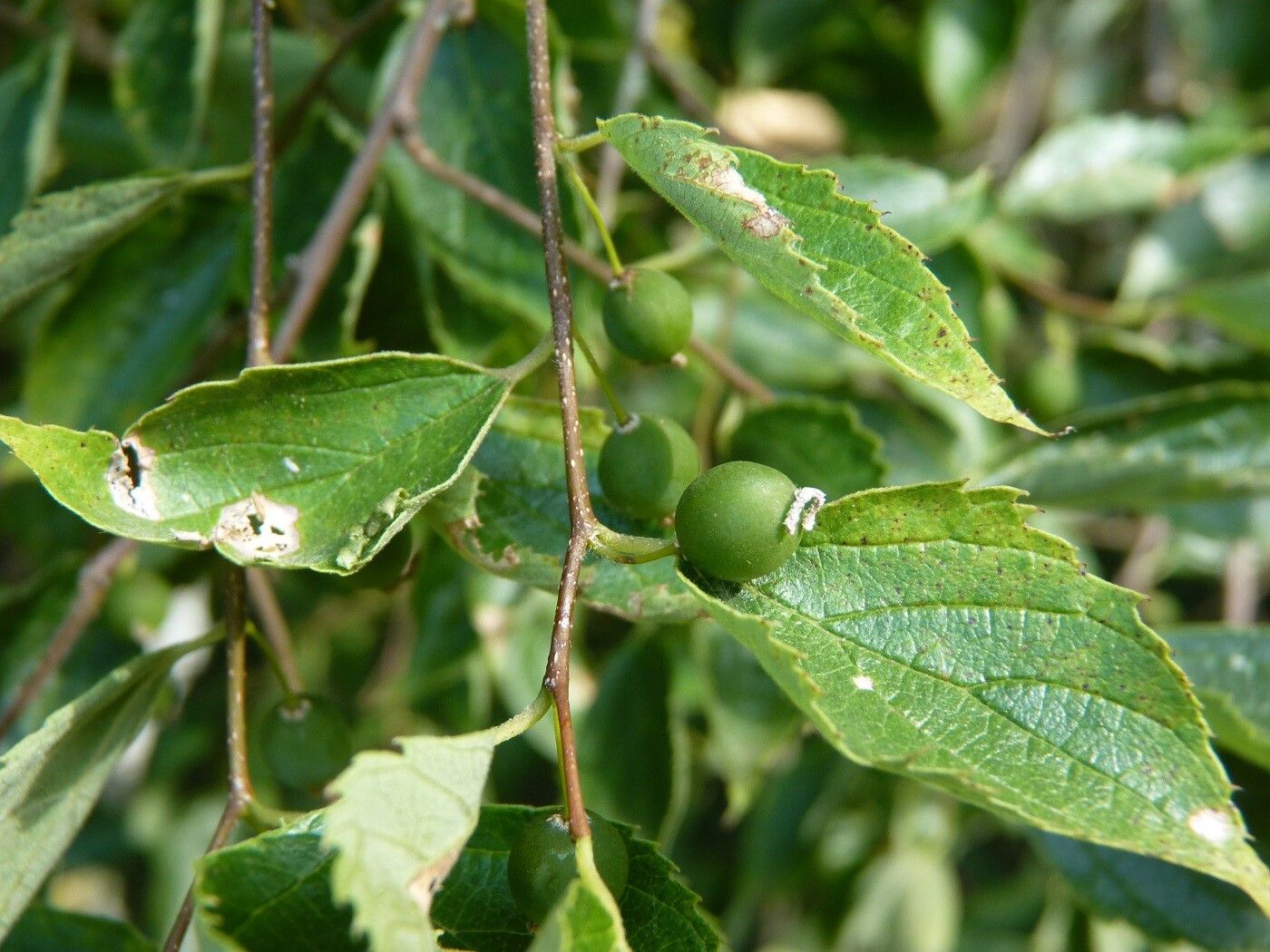 Celtis caucasica fruit