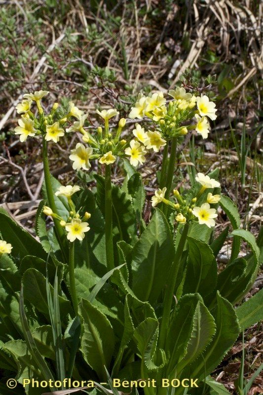 Primula luteola habit