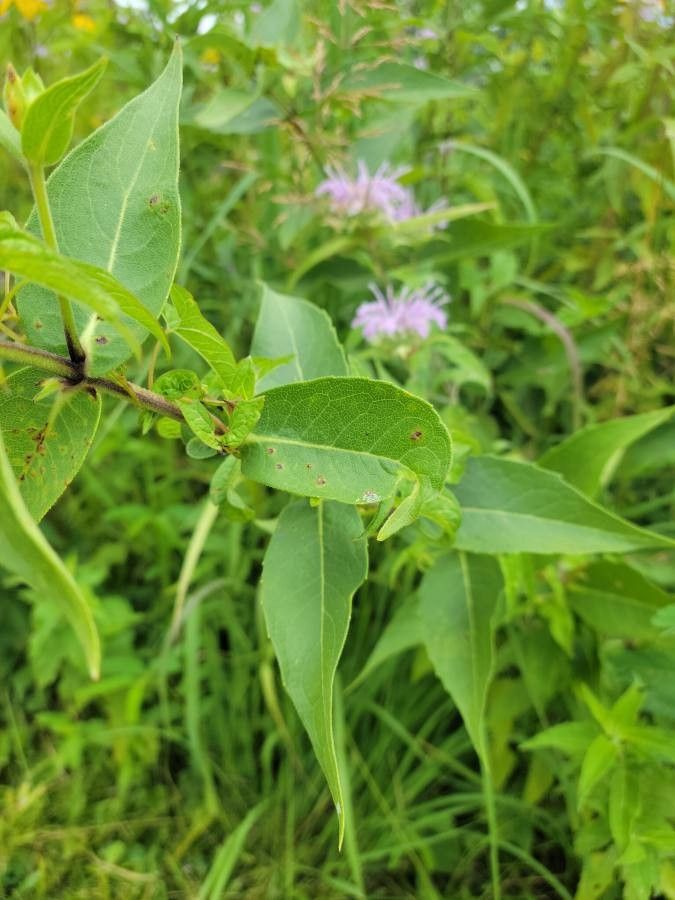 Silphium radula — search result for 'Silphium'