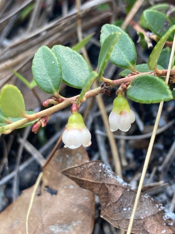 Vaccinium crassifolium — search result for 'Ericaceae'