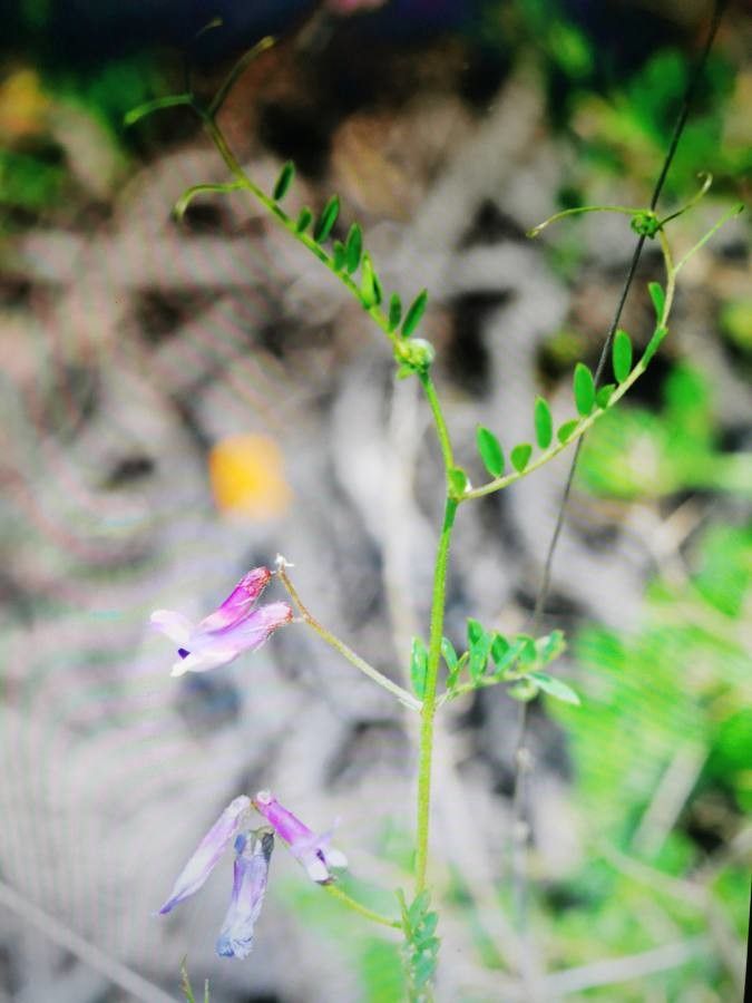 Vicia elegantissima — search result for 'western US'