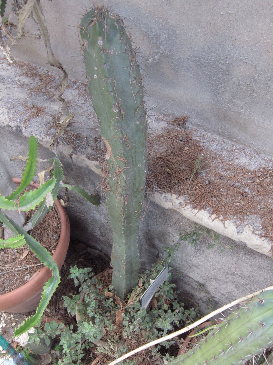 Stenocereus stellatus habit