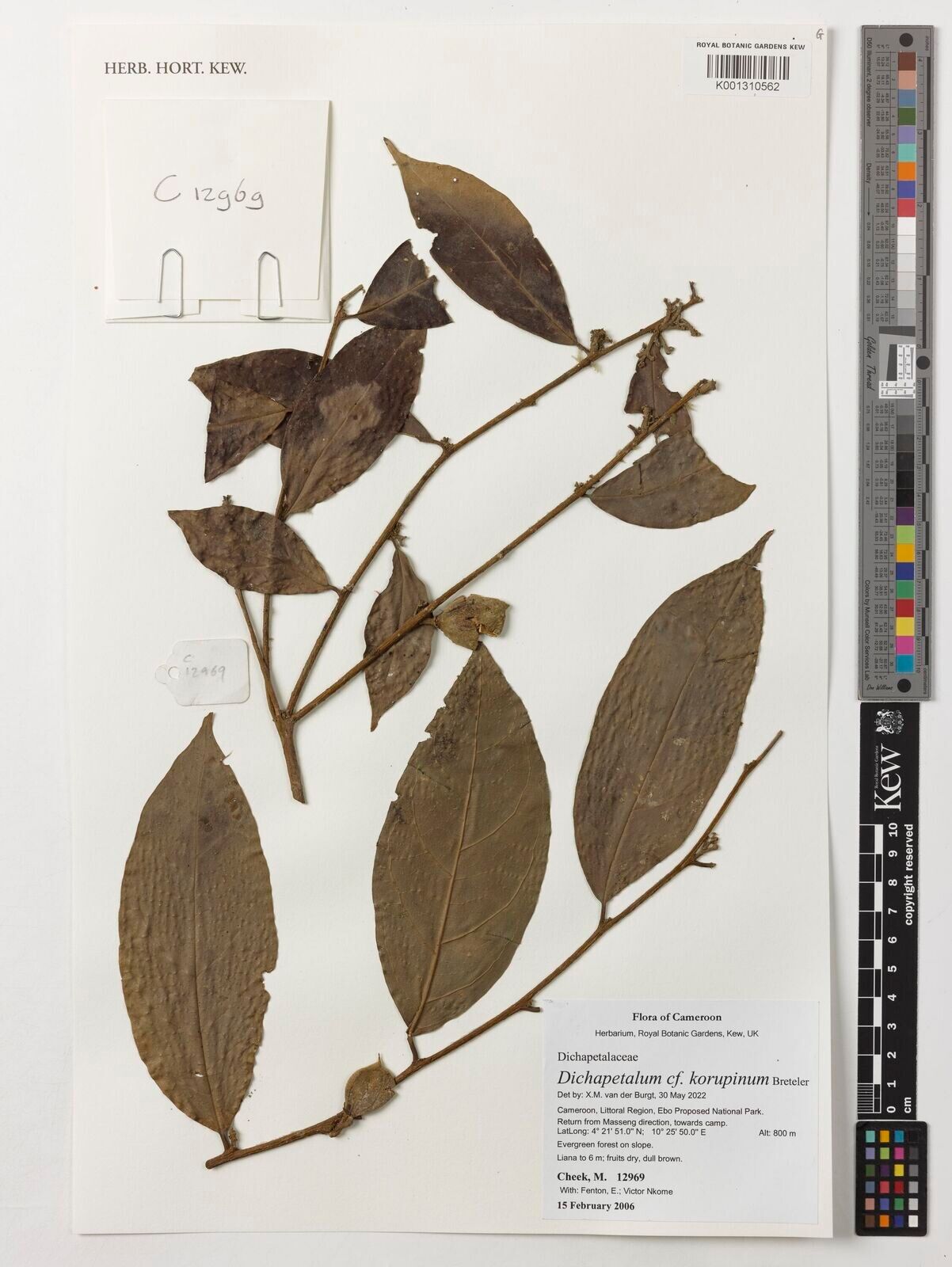 Dichapetalum korupinum — houseplant care guide