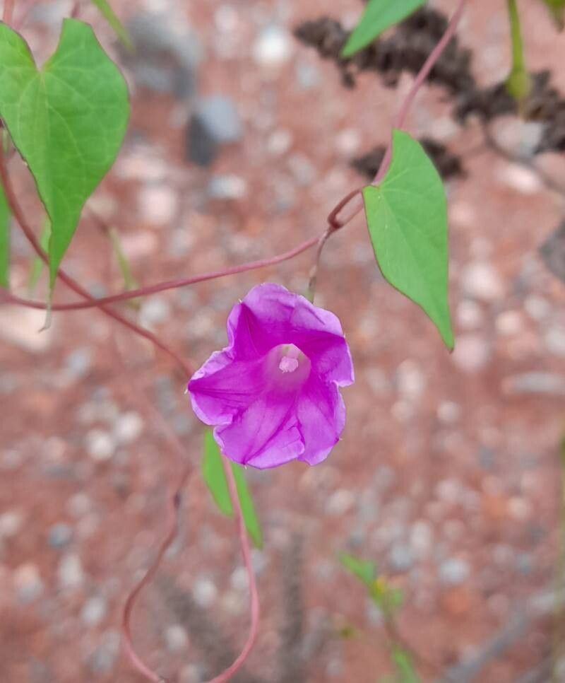 Ipomoea volcanensis habit