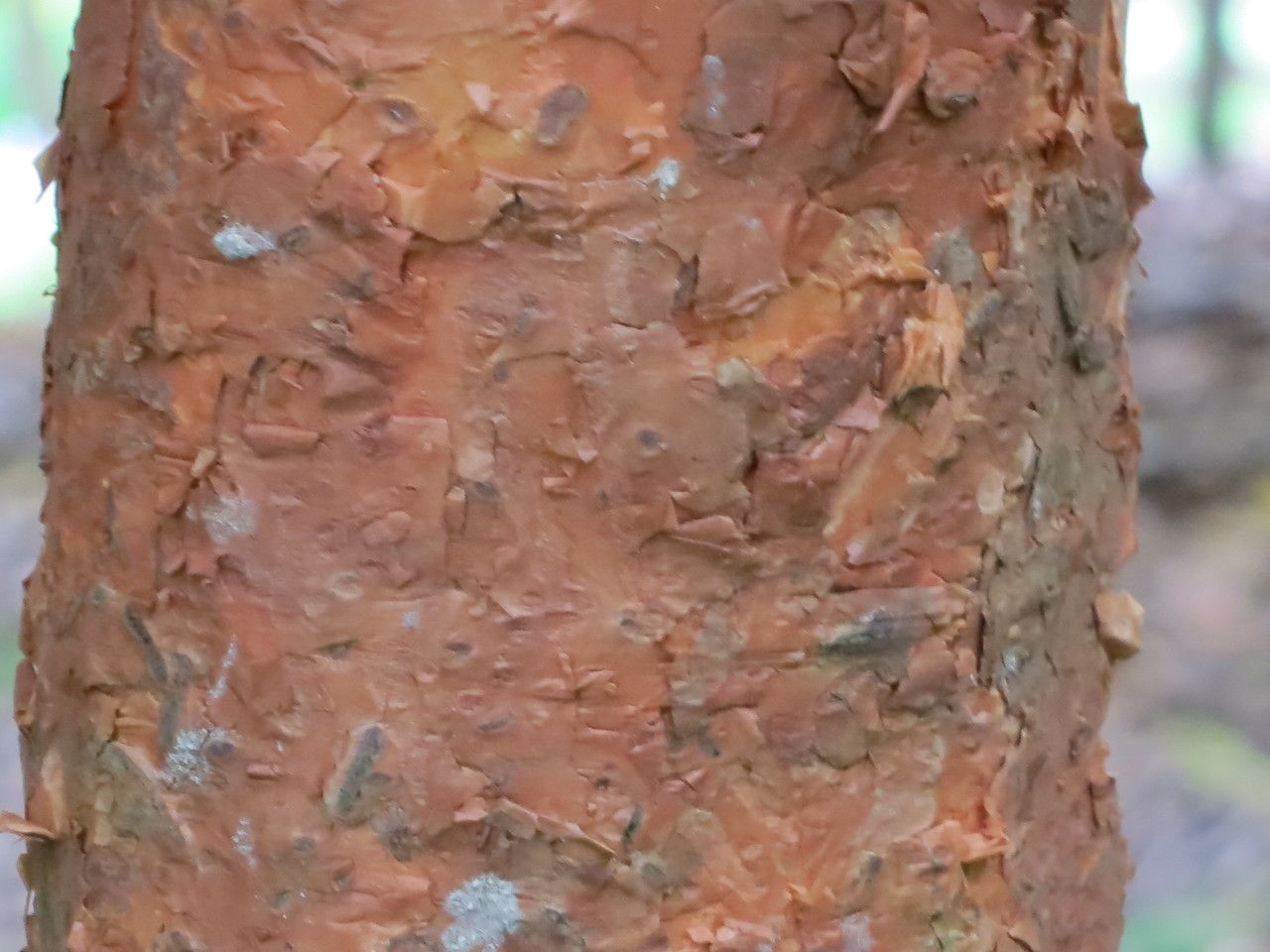 Syzygium antisepticum — houseplant care guide