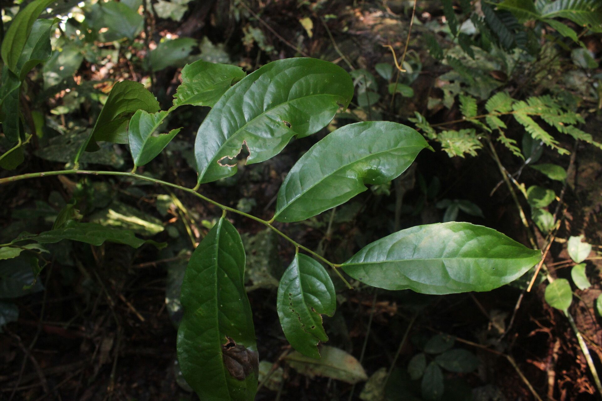 Drypetes polyantha — houseplant care guide